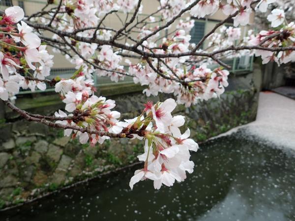 バスを降りると桜が迎えてくれました。